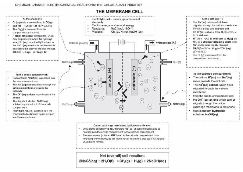 the membrane cell jkhgjyhgad
